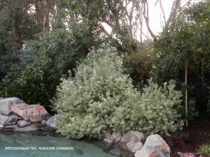 Pittosporum tenuifolium 'Marjorie Channon' 2